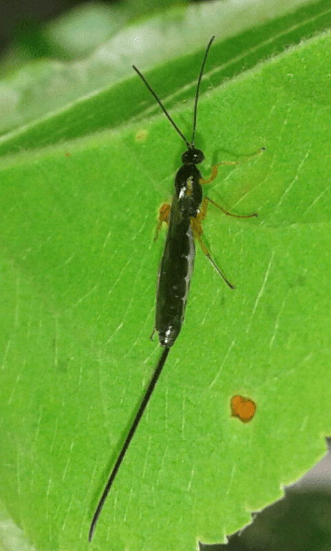 Ichneumonidae da ID 1